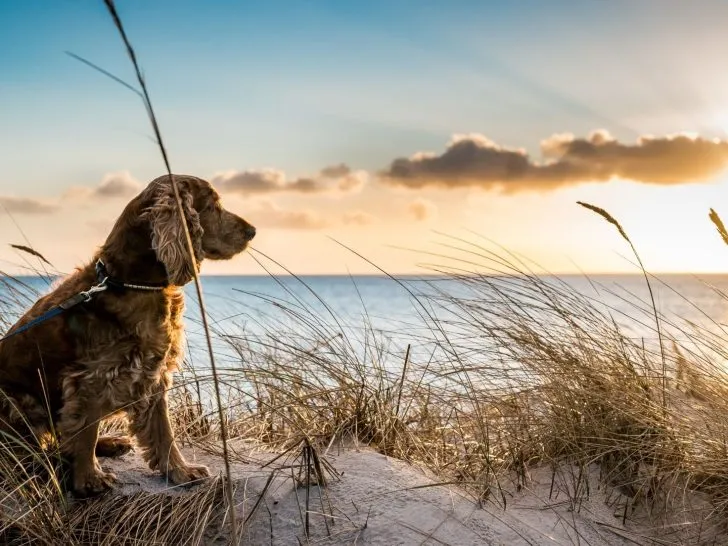 dog beach