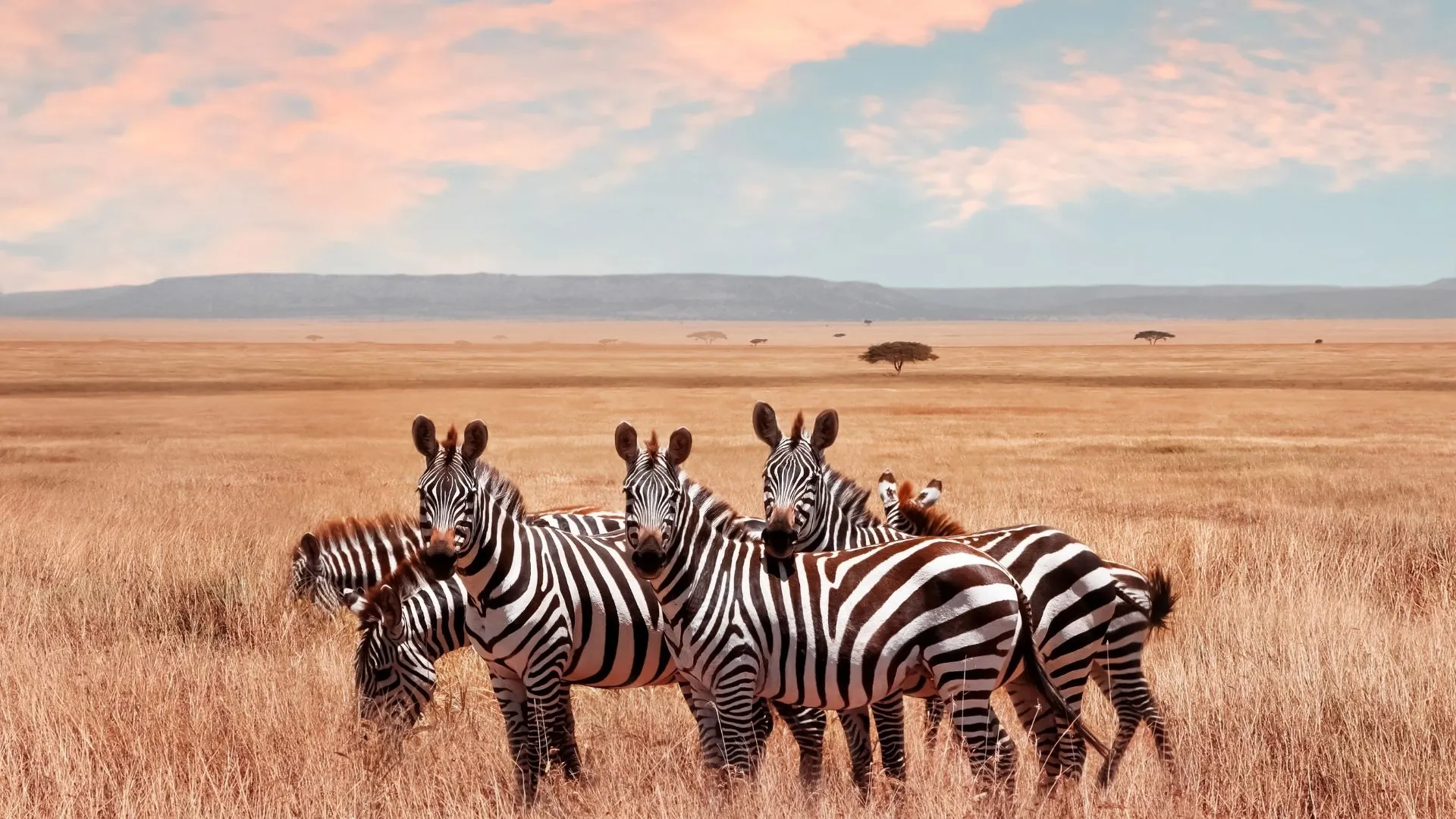 serengeti Tanzania