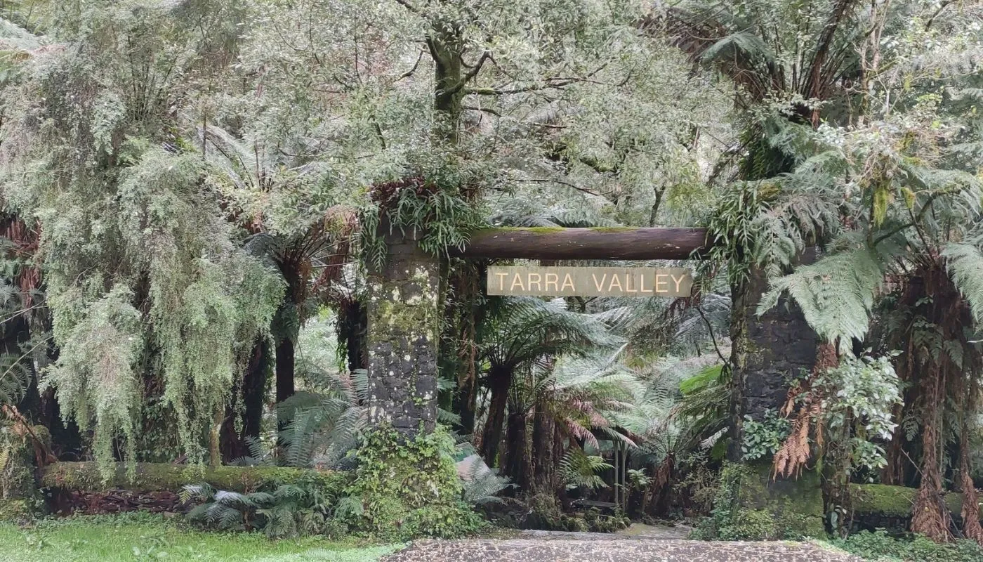 Tarra Bulga National Park, Australia Tarra Bulga National Park, Australia