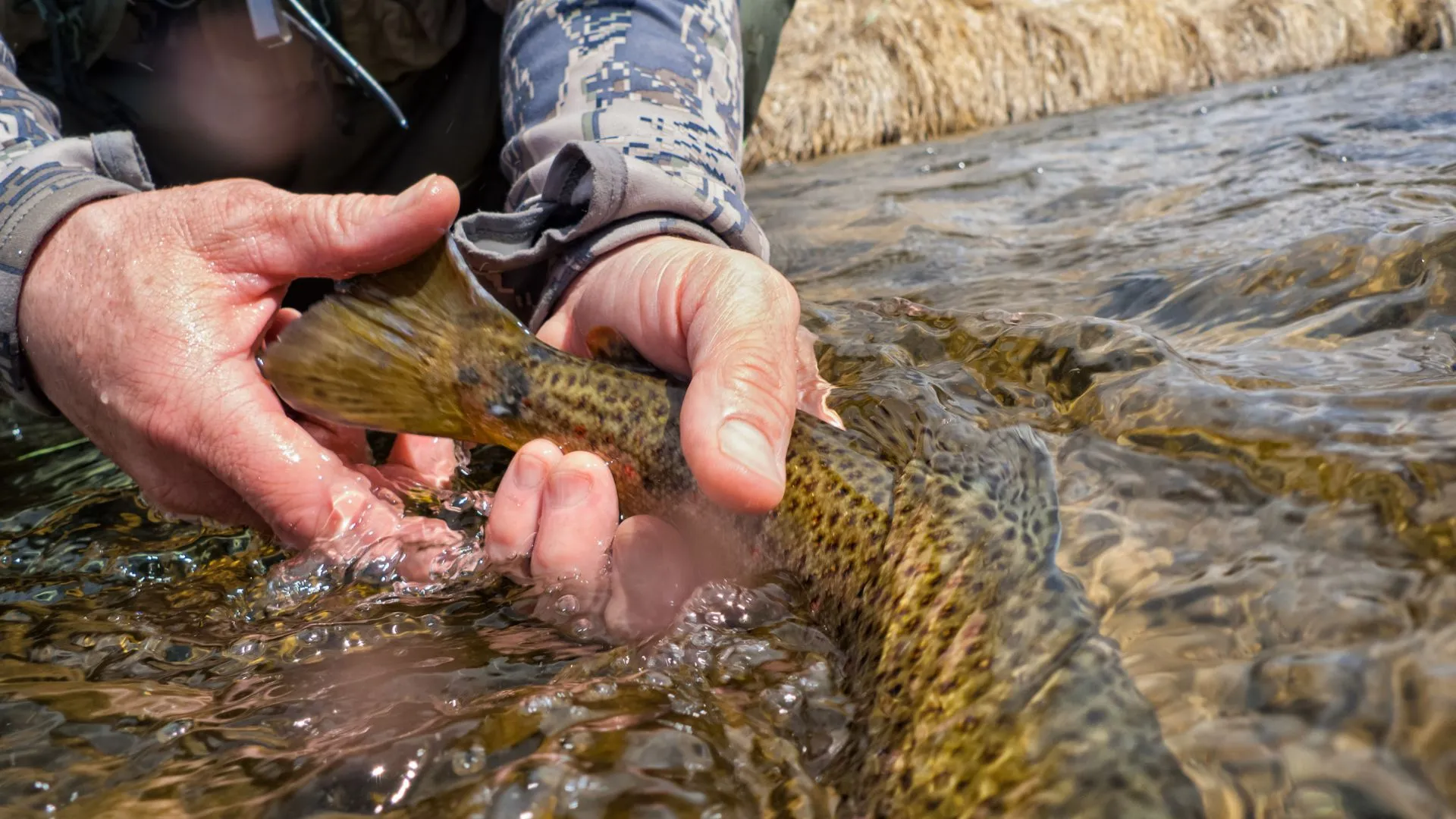 Driftless Fly Fishing