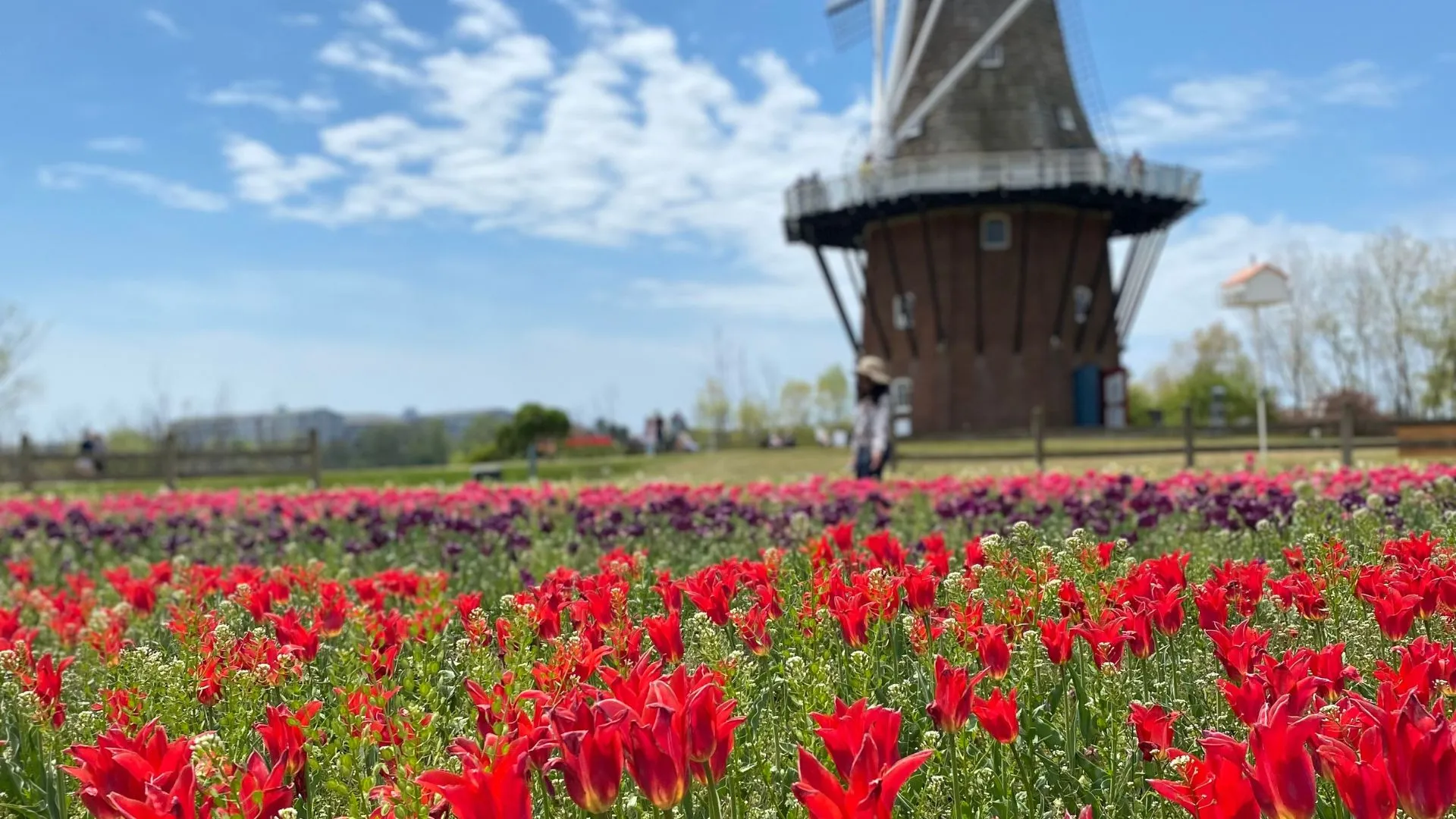 Holland Michigan Botanical Gardens A field of red tulips in front of a dutch windmill