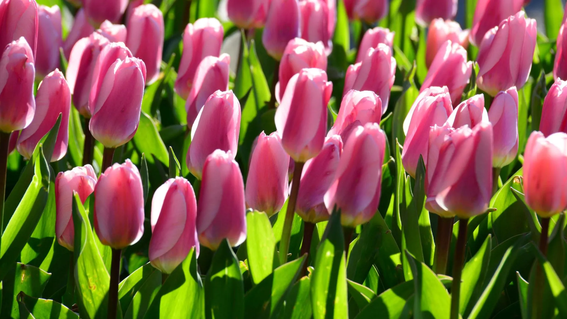 Holland Michigan Tulip Flower Festival A cluster of pink tulips
