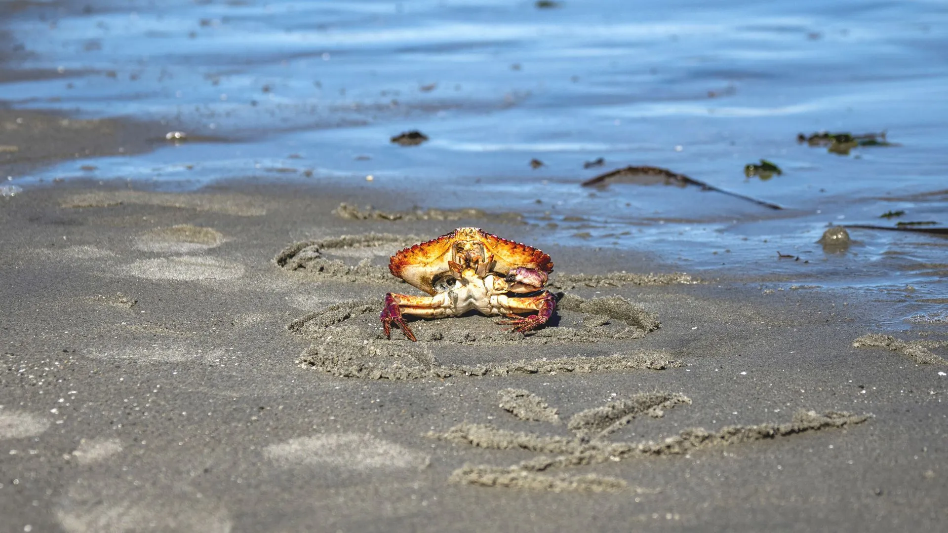 Beaches in Qualicum-2