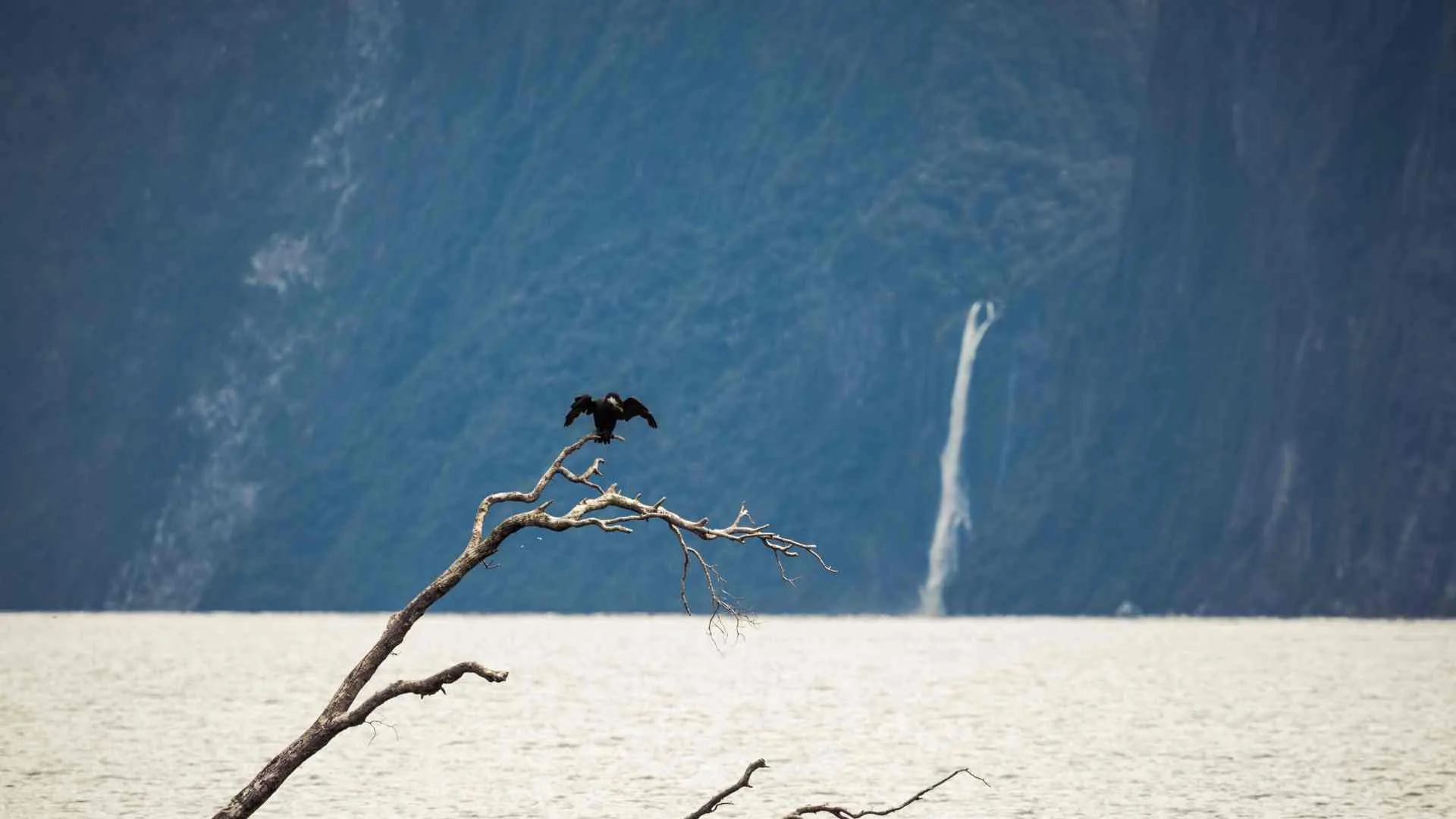 Milford Sound Cruising (20) Milford Sound bird