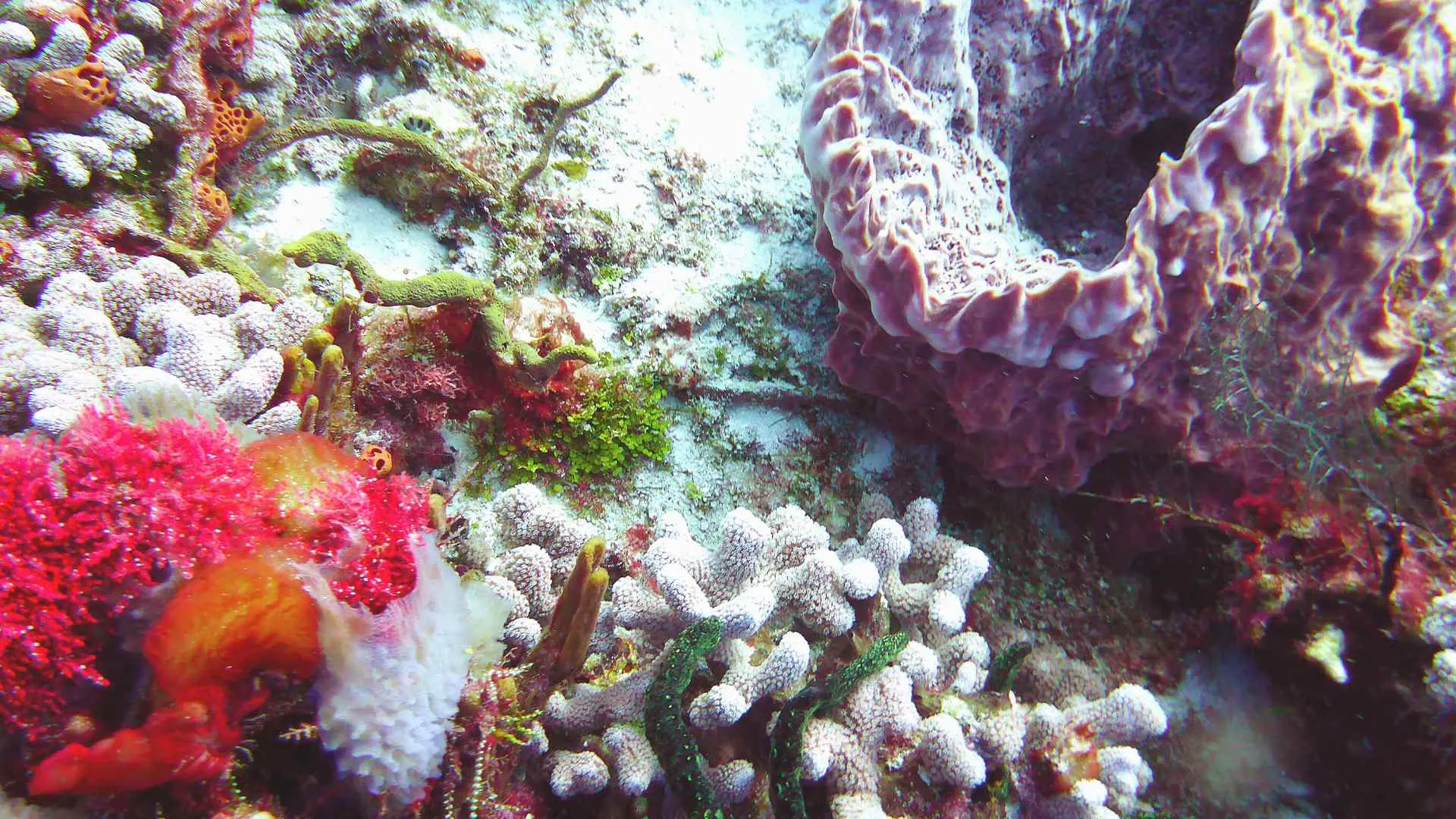 cozumel dive sites (5) Dive Sites in Cozumel