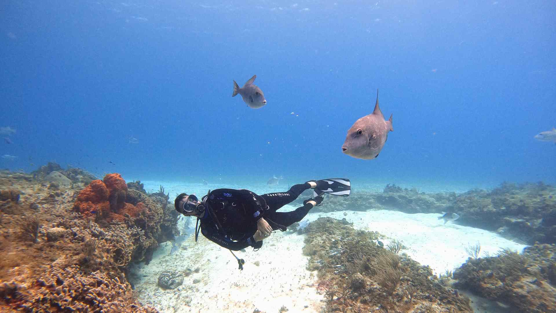 cozumel dive sites
