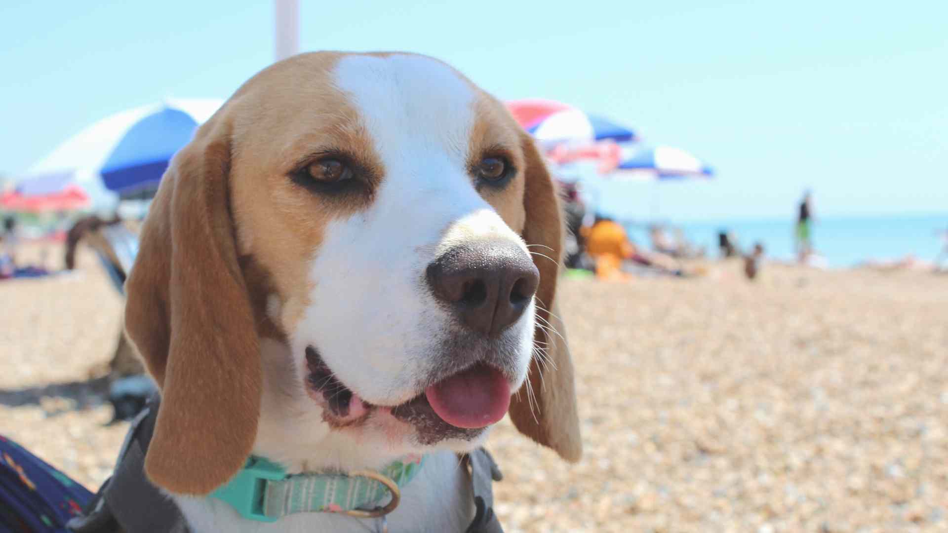 dog beaches Brighton