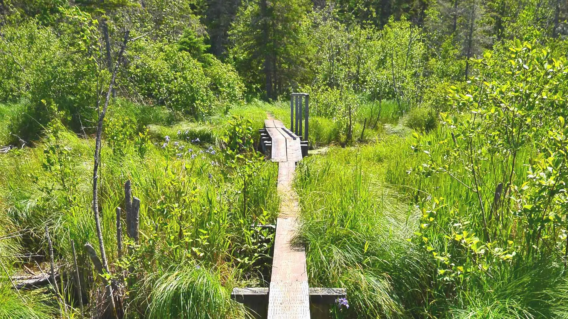 isle royale hiking (1) wooden path on isle royale