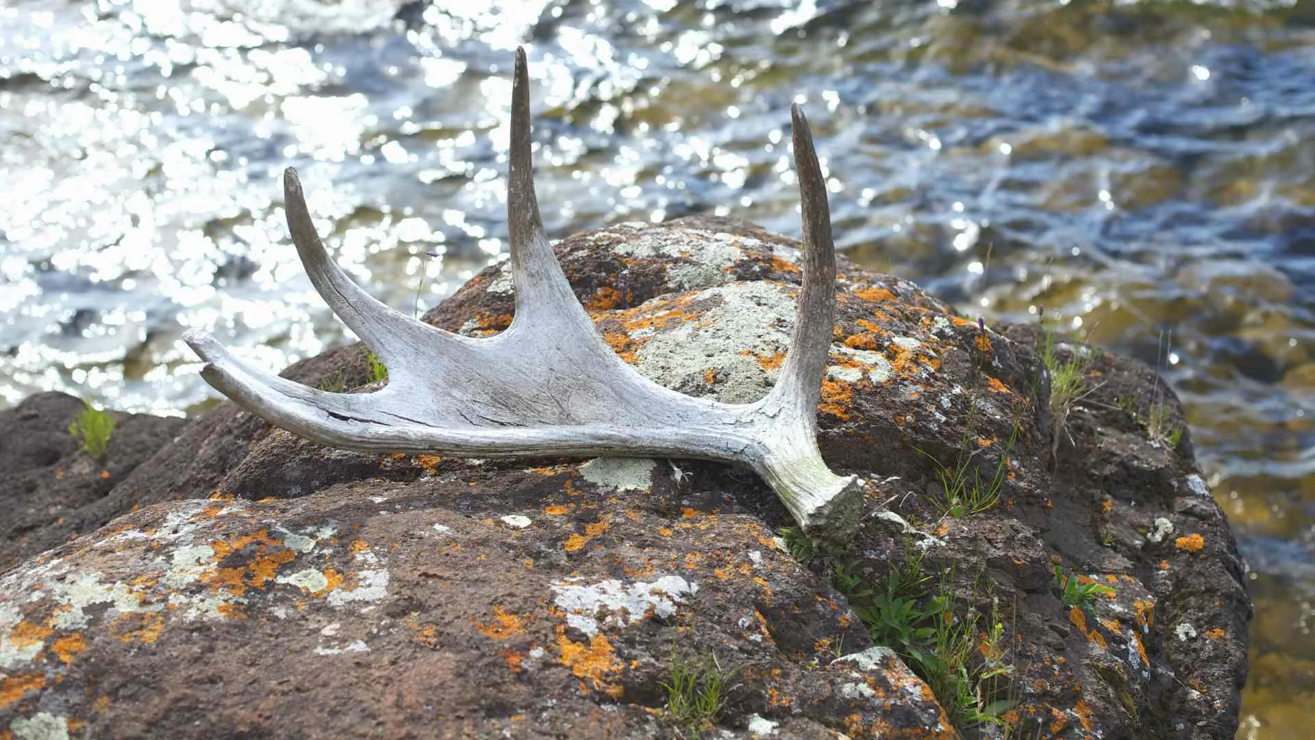 isle royale hiking (2) isle royale wildlife