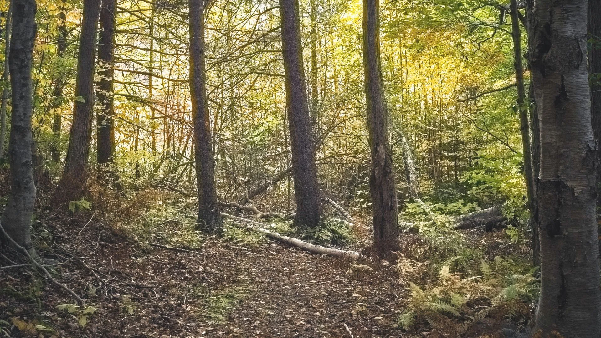 nova scotia-9