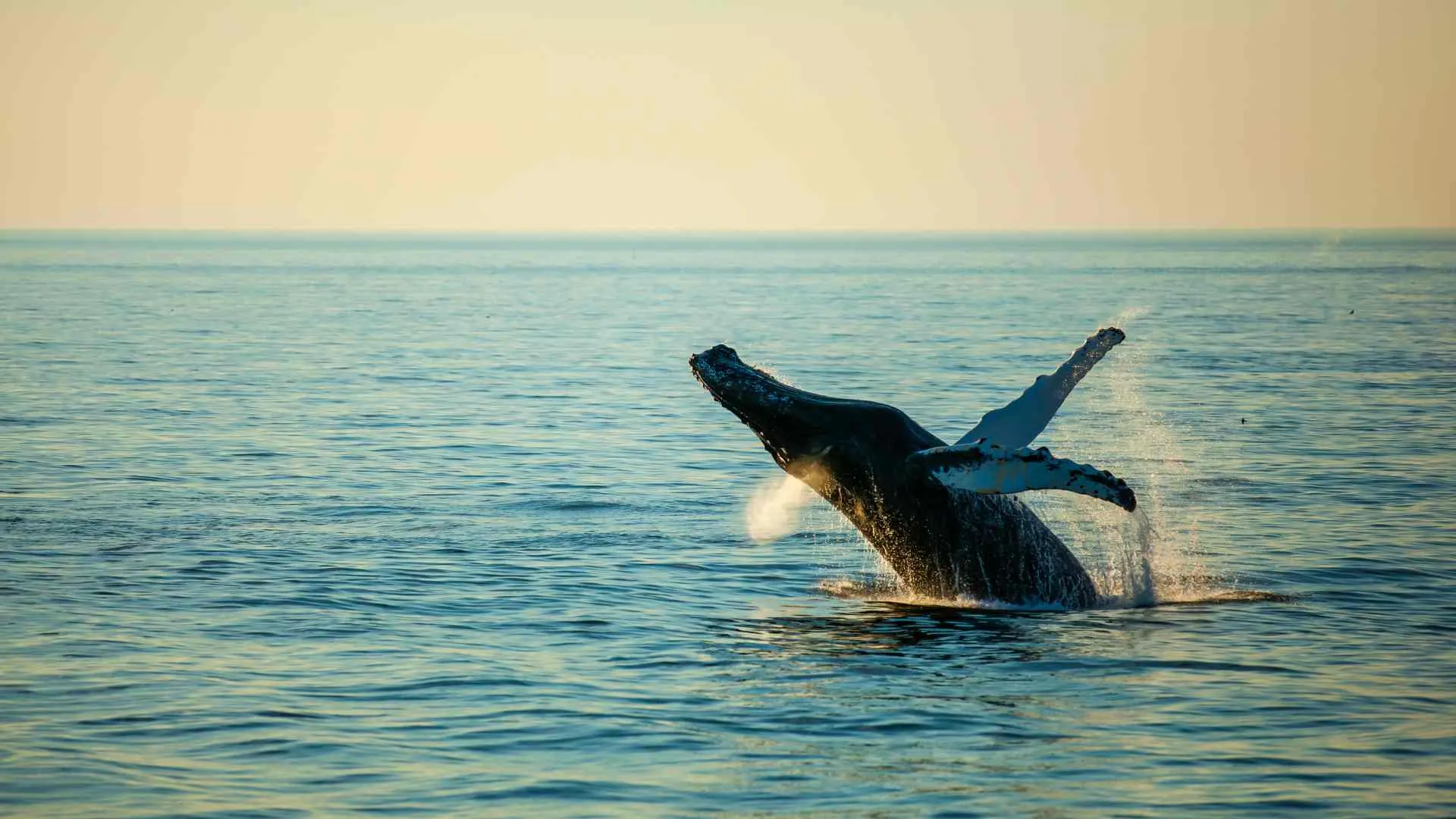 Whale Watching